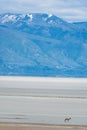 One antelope animal walks across salt flats in Antelope Island State Park Royalty Free Stock Photo